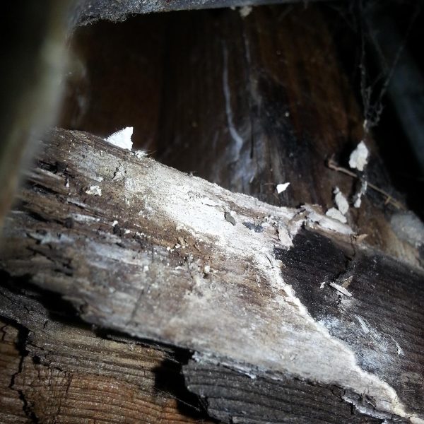 Dry Rot Repair & Remediation